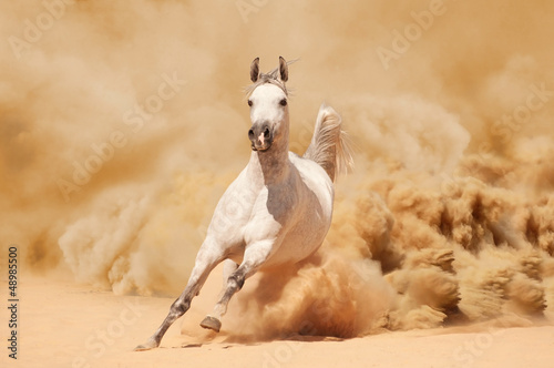 Purebred White Arabian Horse running in desert storm