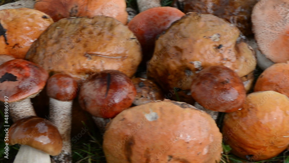 closeup pile stack wet orange-cap red cap mushrooms grass closeup pile stack wet orange-cap red cap mushrooms grass
