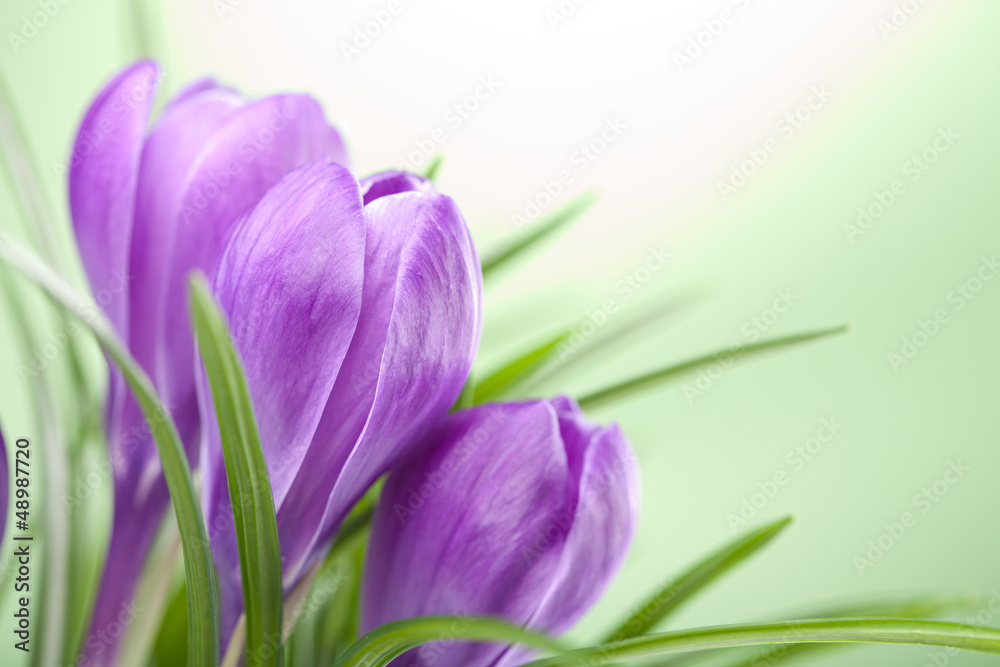 crocus flowers crocus flowers