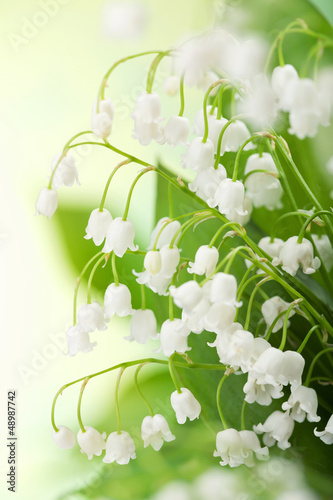 lily of the valley #48987742