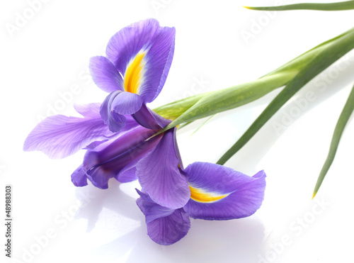 Purple iris flower, isolated on white