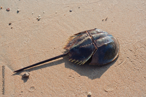 Horseshoe crab
