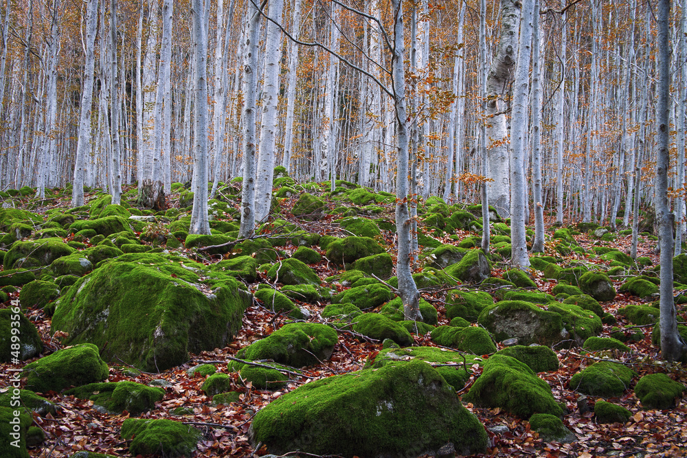 Fototapeta premium beech forest between rocks with moss in autumn