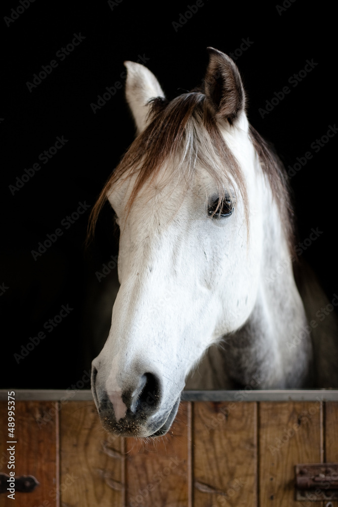 Obraz premium White and grey horse head in the stable