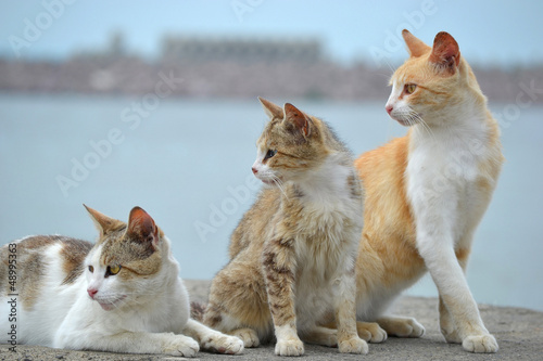 Photography Three cats look