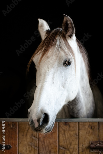 White and grey horse head in the stable © asife