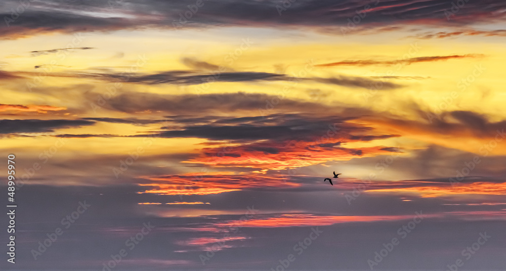 Fototapeta premium birds in the sunset sky