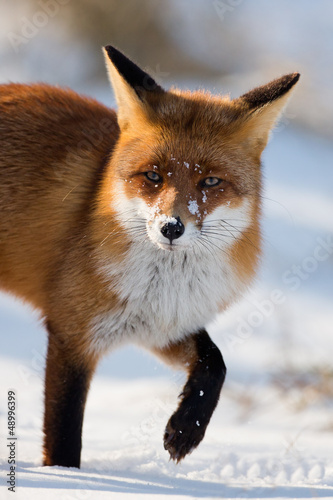 Red fox walks through the snow #48996399