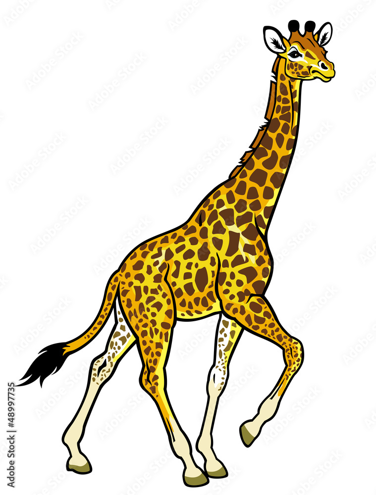 Fototapeta premium giraffe