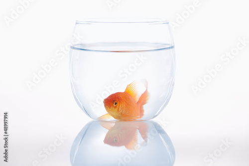 Lazy goldfish in a small bowl