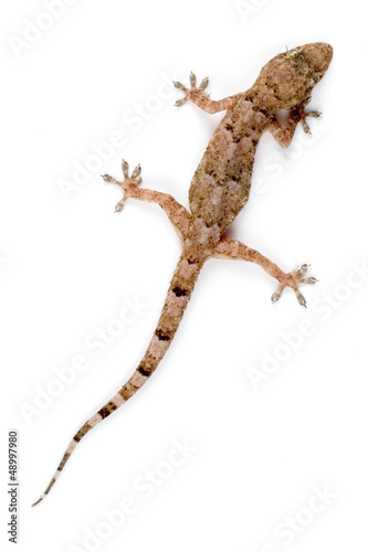 Gecko Climbing