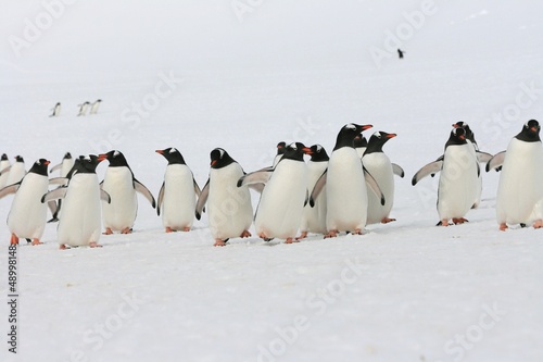 Group of penguins in Antarctica