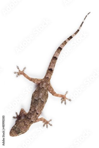 Residential gecko