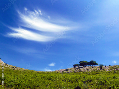 wallpaper of trees with blue sky