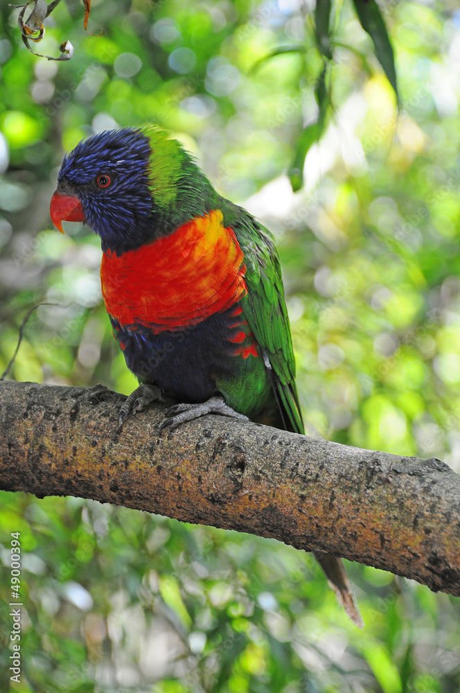 Obraz premium a Rainbow Lorikeet in a tree