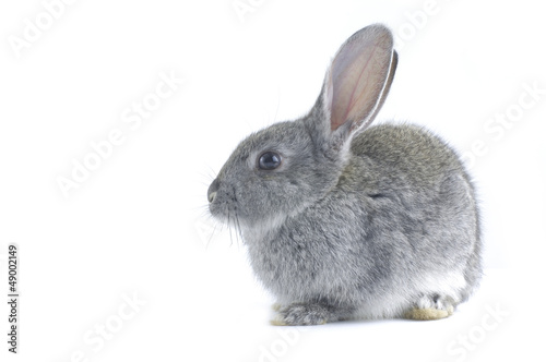 grey rabbit on a white background