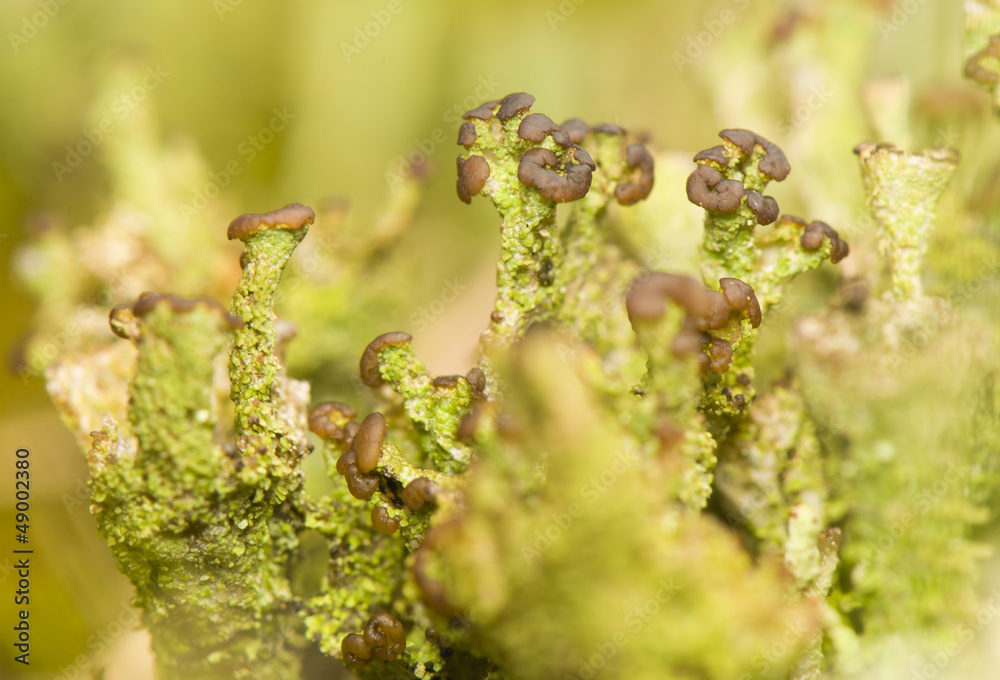Lichen Lichen