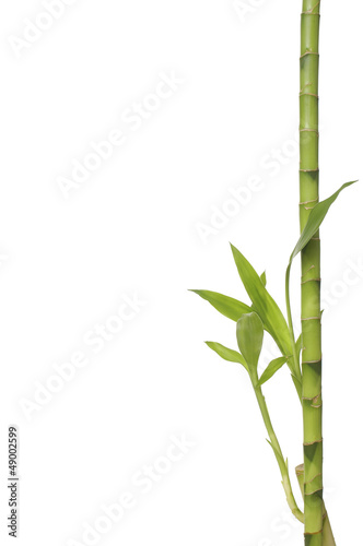 Fototapeta Naklejka Na Ścianę i Meble -  isolated bamboo