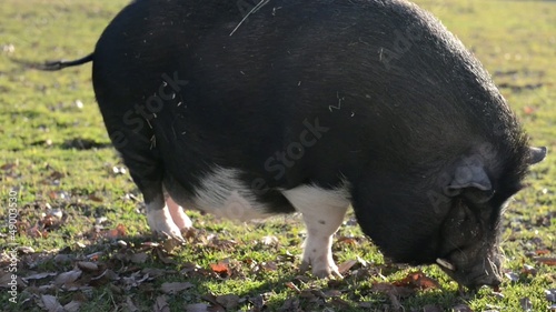 wild boar
