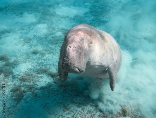 Dugong (Dugong dugon) - The sea cow.
