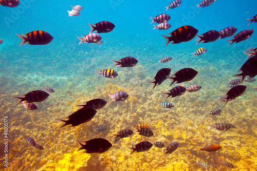  fishes at coral reef area