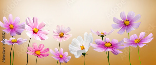Fototapeta Naklejka Na Ścianę i Meble -  kwiaty