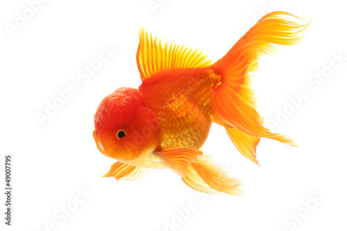 Goldfish © fivespots