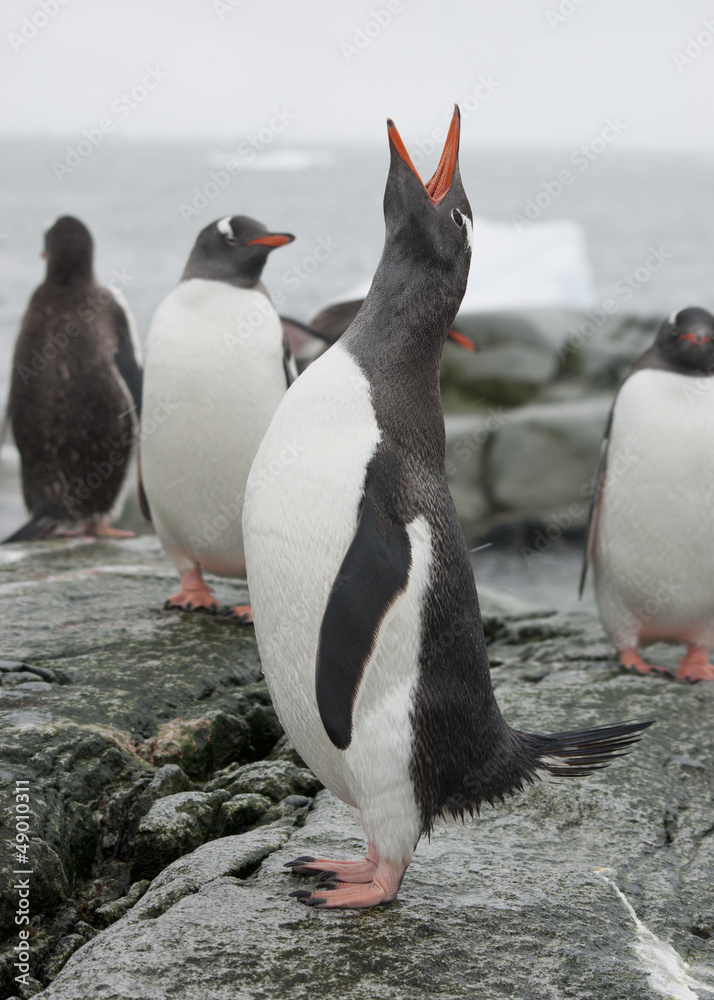 Obraz premium Gentoo penguin screaming on the rocks of Antarctic islands.