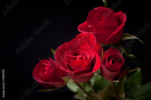 Red rose on a black background