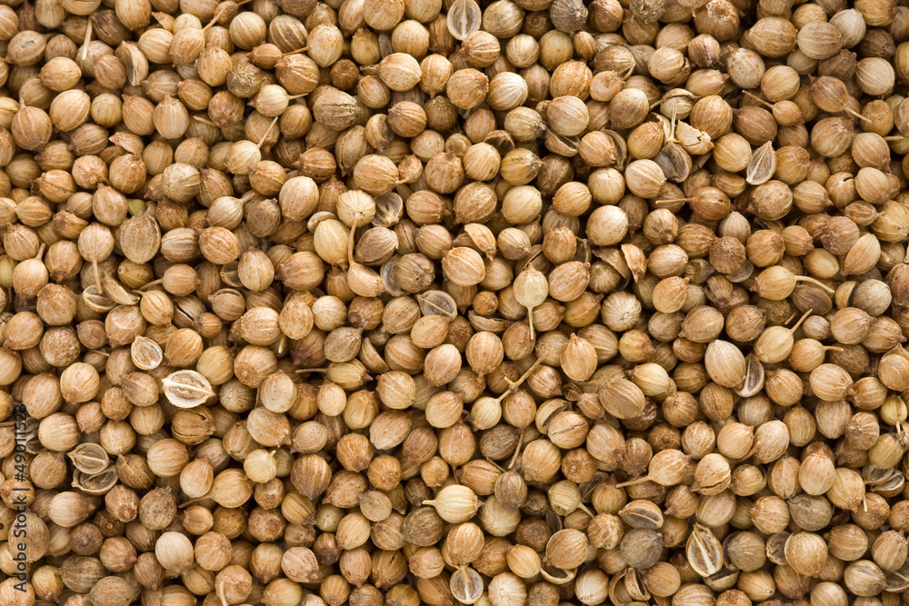 Coriander as whole background Coriander as whole background