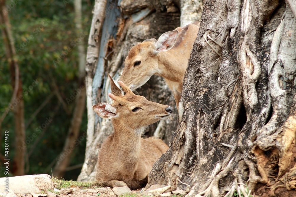 Deer