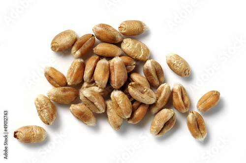wheat grains isolated