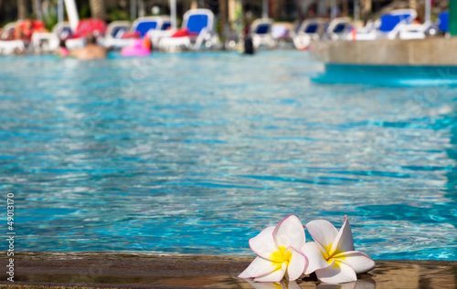 flower Plumeria  on pool