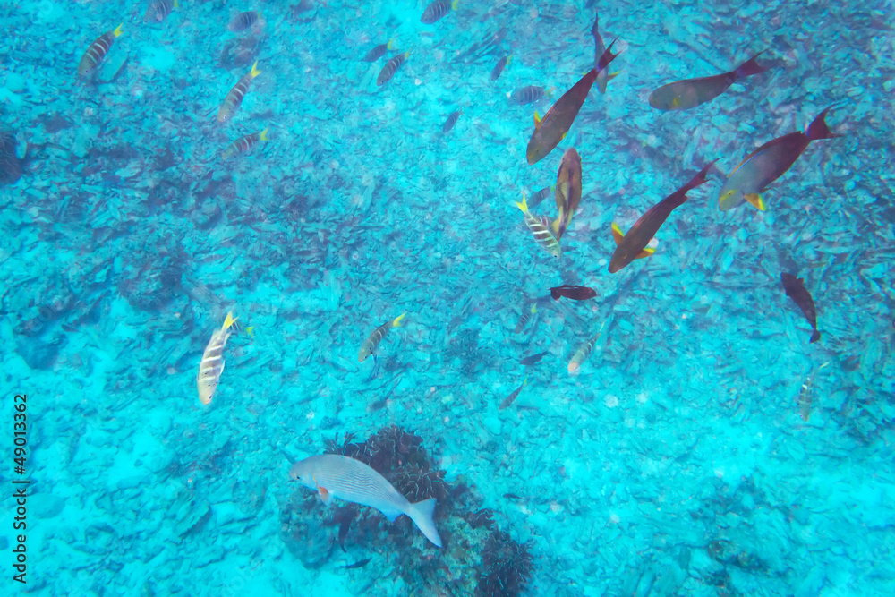 Fototapeta premium Fishes underwater in Andaman Sea of Thailand