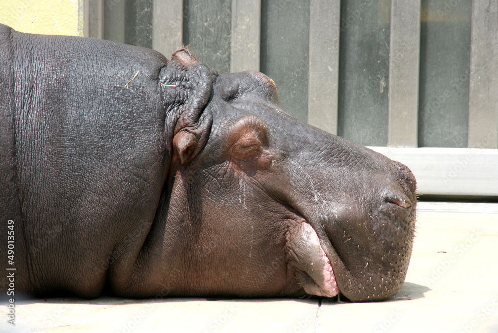 昼寝するカバ sleeping hippo 昼寝するカバ sleeping hippo