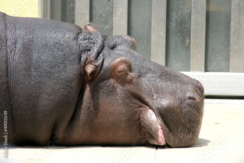 昼寝するカバ sleeping hippo
