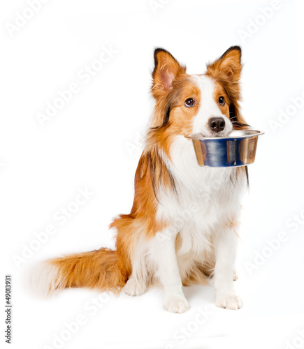 dog with empty bowl photo