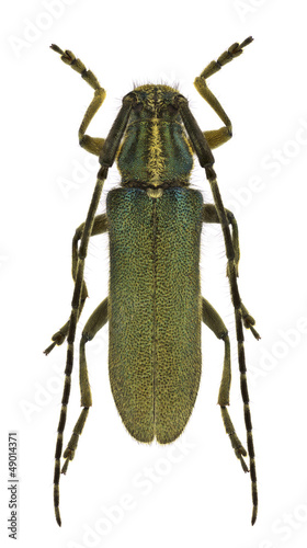 Agapanthia viti