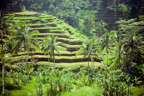 Rice Fields, Bali, Indonesia  © Nastya Tepikina