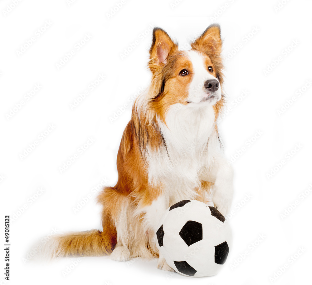 dog with ball isolated over a white background
