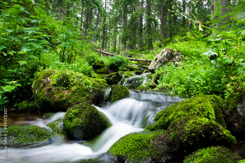 Naklejka premium Górski strumień w Tatrach