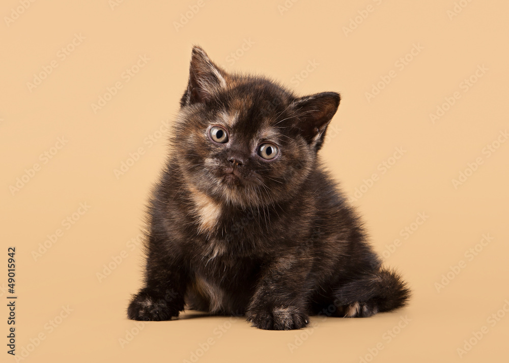 Fototapeta premium small black tortoise british kitten on light brown background