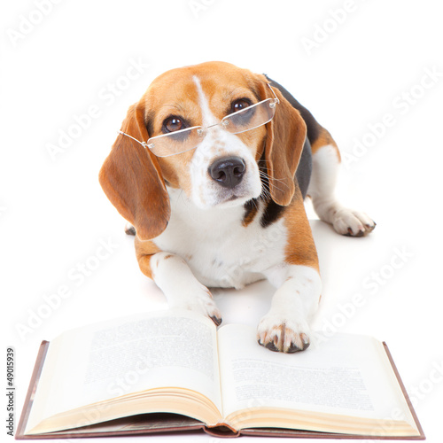 Photography dog reading book