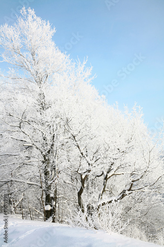 Snow tree on blue sky background