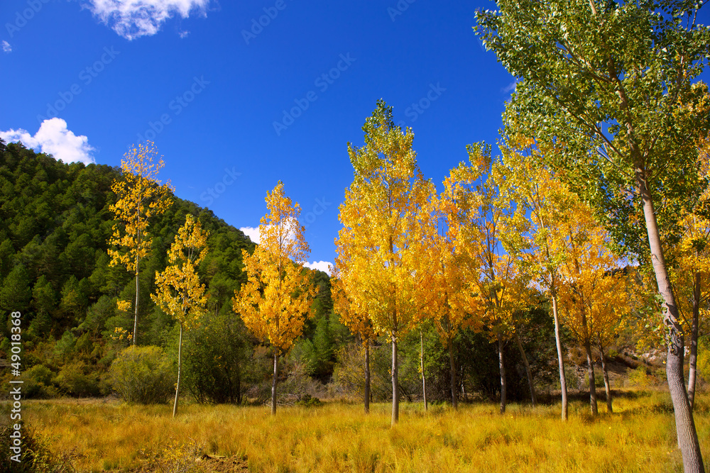Fototapeta premium Autumn fall forest with yellow golden poplar trees