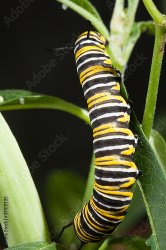 Raupe Monarchfalter © Bernd Kröger