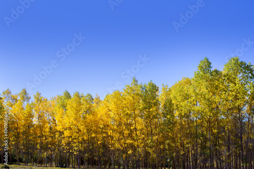 Autumn early fall forest with yellow poplar trees