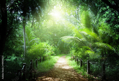 Fototapeta Naklejka Na Ścianę i Meble -  way in jungle of Seychelles islands