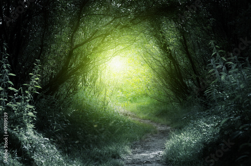 way in deep forest #49019539
