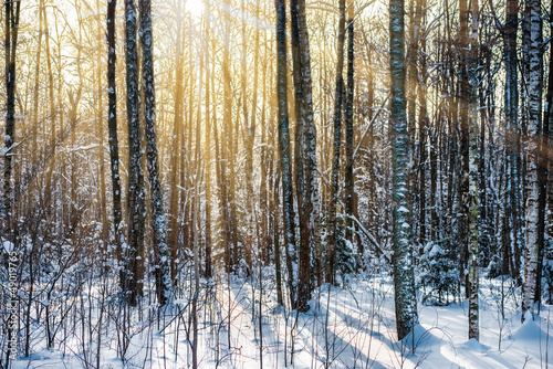 winter Forest © dbrus